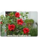 Hibiscus rosa-sinensis - Hibiskus, Rosen-Eibisch