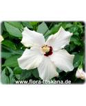 Hibiscus rosa-sinensis - Hibiskus, Rosen-Eibisch