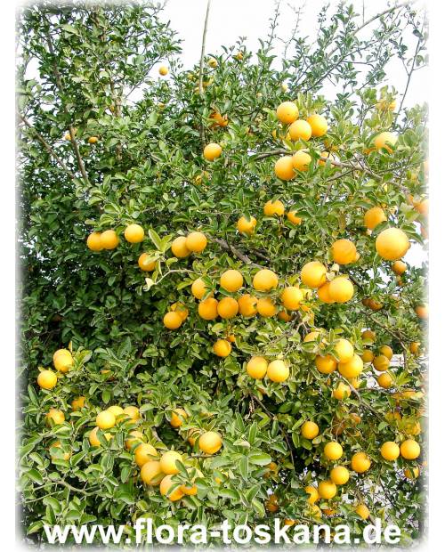 Poncirus trifoliata x C. paradisi - Citrumelo