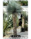 Yucca rostrata - Blaublättrige Palmlilie, Blaue Yucca