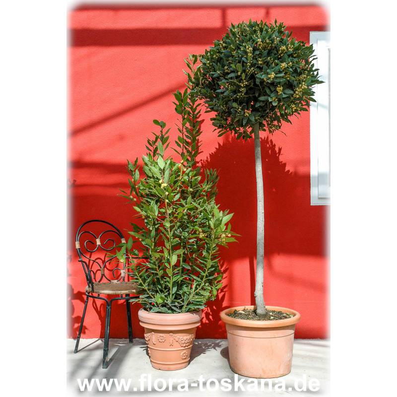 Laurus nobilis Stämmchen - Lorbeer Laurus nobilis Stämmchen - Lorbeer