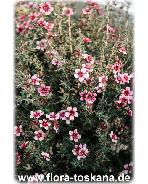 Leptospermum scoparium 'Ballerina' - Südseemyrte, Manuka, Neuseelandmyrte