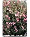 Leptospermum scoparium 'Ballerina' - Südseemyrte, Manuka, Neuseelandmyrte