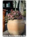 Leptospermum scoparium 'Ballerina' - Südseemyrte, Manuka, Neuseelandmyrte