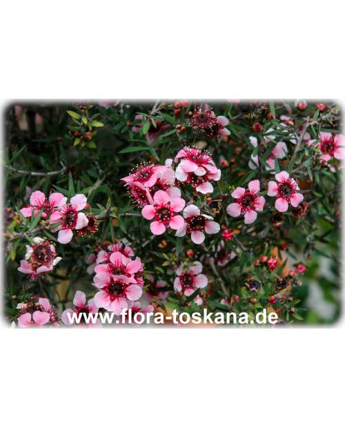 Leptospermum scoparium 'Ballerina' - Südseemyrte, Manuka, Neuseelandmyrte
