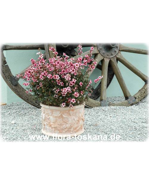 Leptospermum scoparium 'Ballerina' - Südseemyrte, Manuka, Neuseelandmyrte