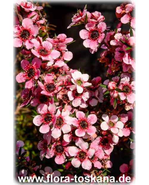 Leptospermum scoparium 'Ballerina' - Südseemyrte, Manuka, Neuseelandmyrte