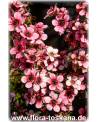 Leptospermum scoparium 'Ballerina' - Südseemyrte, Manuka, Neuseelandmyrte