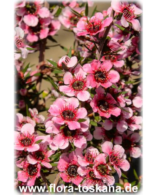 Leptospermum scoparium 'Ballerina' - Südseemyrte, Manuka, Neuseelandmyrte
