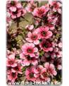 Leptospermum scoparium 'Ballerina' - Südseemyrte, Manuka, Neuseelandmyrte