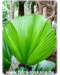 Licuala grandis - Vanuatu Fan Palm