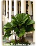 Licuala grandis - Vanuatu Fan Palm