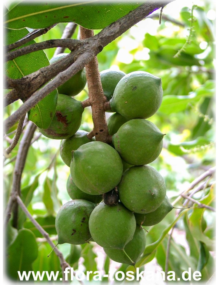 2 POTS 12" Florida Macadamia Nut Tropical Fruit Plant Macadamia integrifolia 