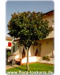Magnolia grandiflora - Immergrüne Magnolie, Großblütige Magnolie (Baum)