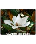 Magnolia grandiflora - Immergrüne Magnolie, Großblütige Magnolie (Baum)