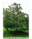 Magnolia grandiflora - Immergrüne Magnolie, Großblütige Magnolie (Strauch)