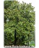 Magnolia grandiflora - Southern Magnolia (Shrub)