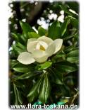 Magnolia grandiflora - Immergrüne Magnolie, Großblütige Magnolie (Strauch)