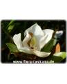 Magnolia grandiflora - Immergrüne Magnolie, Großblütige Magnolie (Strauch)