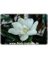Magnolia grandiflora - Immergrüne Magnolie, Großblütige Magnolie (Strauch)