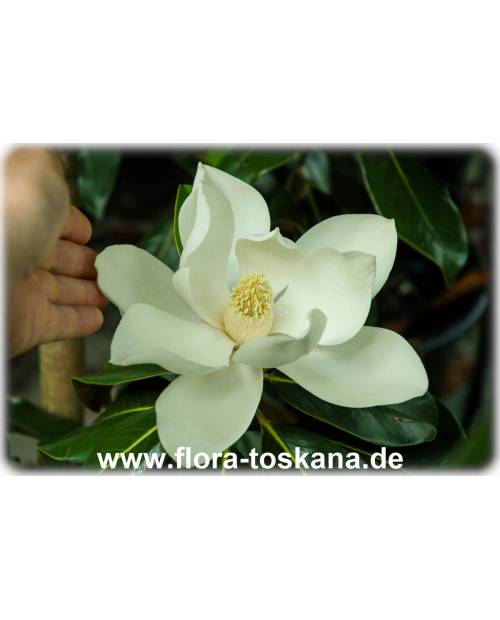 Magnolia grandiflora - Immergrüne Magnolie, Großblütige Magnolie (Strauch)