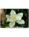 Magnolia grandiflora - Immergrüne Magnolie, Großblütige Magnolie (Strauch)