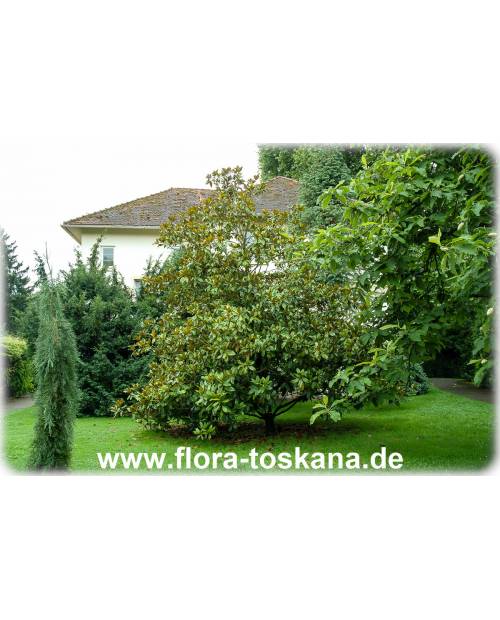 Magnolia grandiflora - Immergrüne Magnolie, Großblütige Magnolie (Strauch)