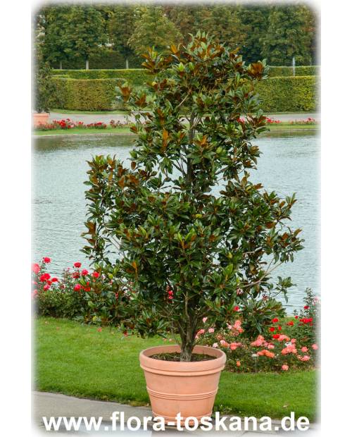 Magnolia grandiflora - Immergrüne Magnolie, Großblütige Magnolie (Strauch)
