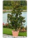 Magnolia grandiflora - Immergrüne Magnolie, Großblütige Magnolie (Strauch)