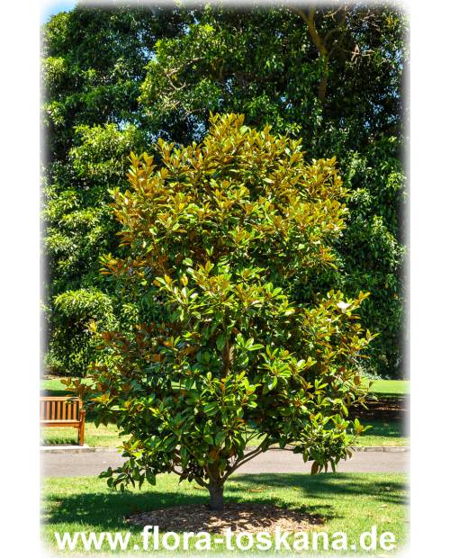Magnolia grandiflora - Immergrüne Magnolie, Großblütige Magnolie (Strauch)