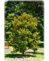 Magnolia grandiflora - Immergrüne Magnolie, Großblütige Magnolie (Strauch)