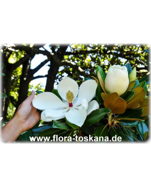 Magnolia grandiflora - Immergrüne Magnolie, Großblütige Magnolie (Strauch)