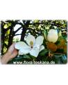 Magnolia grandiflora - Immergrüne Magnolie, Großblütige Magnolie (Strauch)