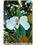 Magnolia grandiflora - Southern Magnolia (Shrub)