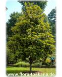 Magnolia grandiflora - Southern Magnolia (Tree)