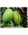 Mangifera indica - Mango (Pflanze), Mangobaum