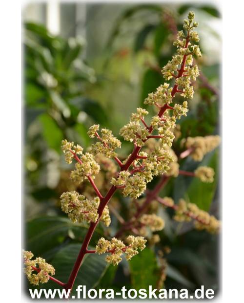 Mangifera indica - Mango (Pflanze), Mangobaum