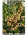 Mangifera indica - Mango (Pflanze), Mangobaum