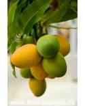 Mangifera indica - Mango (Pflanze), Mangobaum