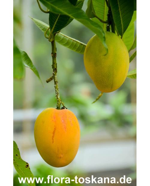 Mangifera indica - Mango (Pflanze), Mangobaum