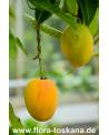 Mangifera indica - Mango (Pflanze), Mangobaum