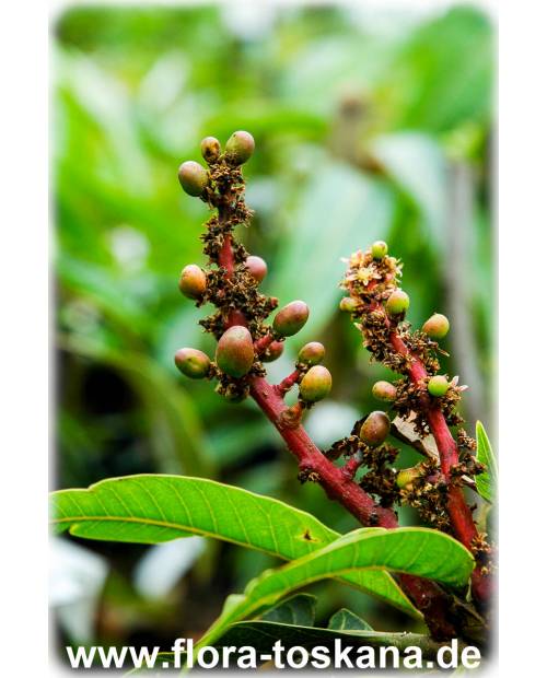 Mangifera indica - Mango (Pflanze), Mangobaum