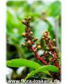 Mangifera indica - Mango (Pflanze), Mangobaum