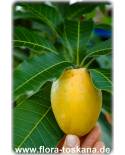 Mangifera indica - Mango (Pflanze), Mangobaum