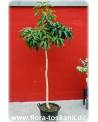 Mangifera indica - Mango (Pflanze), Mangobaum