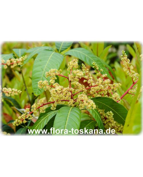 Mangifera indica - Mango (Pflanze), Mangobaum