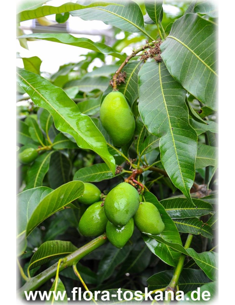Mangobaum Mangifera indica Mango Pflanze 10cm süße essbare Früchte sehr selten 