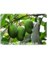 Mangifera indica - Mango (Pflanze), Mangobaum