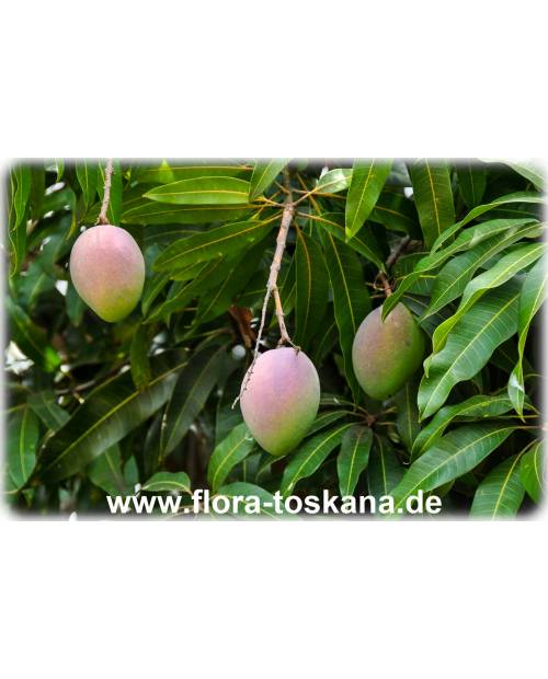 Mangifera indica - Mango (Pflanze), Mangobaum