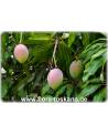 Mangifera indica - Mango (Pflanze), Mangobaum